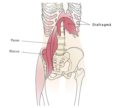 iliopsoas