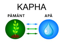 kapha